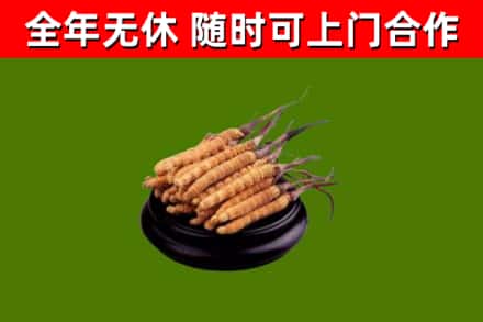 儋州回收冬虫夏草